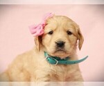 Small Photo #2 Golden Retriever Puppy For Sale in LIBERTY, KY, USA