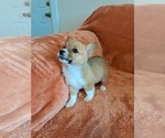 Small #2 Pembroke Welsh Corgi