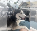 Small Photo #1 Siberian Husky Puppy For Sale in LIBERTY, MO, USA
