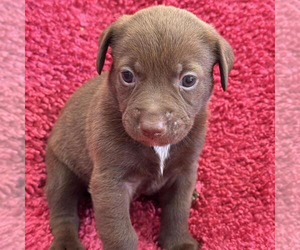 Medium Photo #3 Colonial Cocker Spaniel-Unknown Mix Puppy For Sale in San Diego, CA, USA