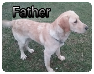 Father of the Labrador Retriever puppies born on 08/25/2018