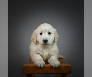 English Cream Golden Retriever Puppy for sale in STRASBURG, OH, USA