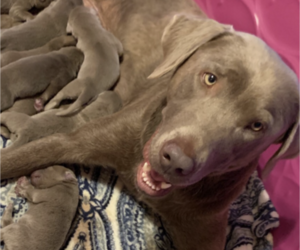Mother of the Labrador Retriever puppies born on 08/19/2019