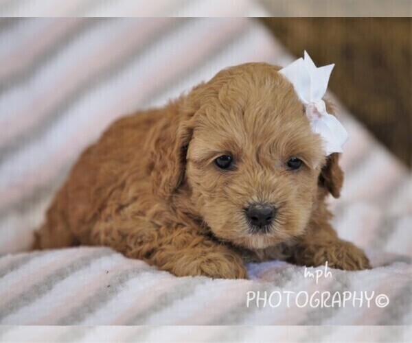 Medium Photo #1 Cockapoo-Poodle (Miniature) Mix Puppy For Sale in LIBERTY, KY, USA