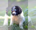 Small Photo #4 Newfoundland Puppy For Sale in MADISON, WI, USA