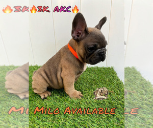 French Bulldog Puppy for Sale in LEHIGH ACRES, Florida USA