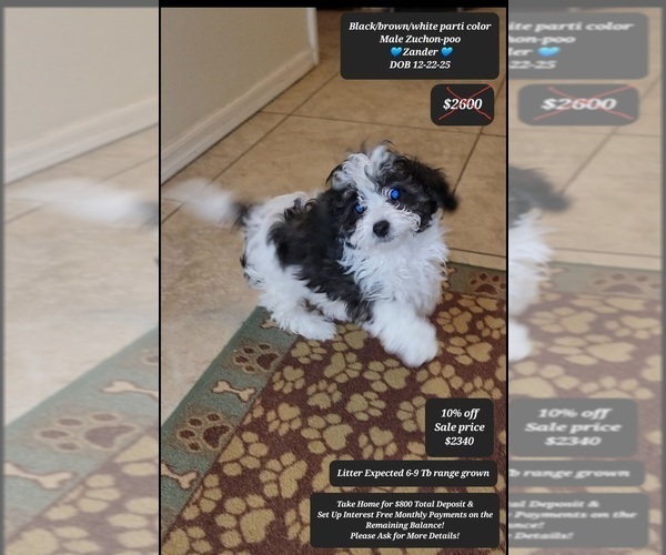 Medium Photo #1 Zuchon Puppy For Sale in TUCSON, AZ, USA