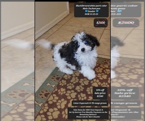 Zuchon Puppy for sale in TUCSON, AZ, USA