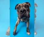 Small #12 American Pit Bull Terrier-Bulldog Mix