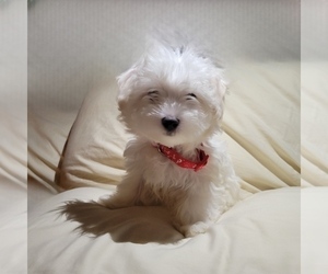 Maltese Puppy for sale in EL PASO, TX, USA