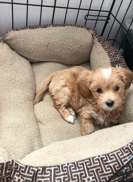 Medium Photo #1 Maltipoo Puppy For Sale in ALLENTOWN, PA, USA