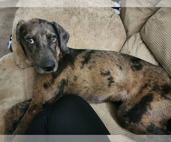 Medium Photo #6 Mutt Puppy For Sale in Hinton, WV, USA