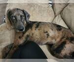 Small #5 Mutt