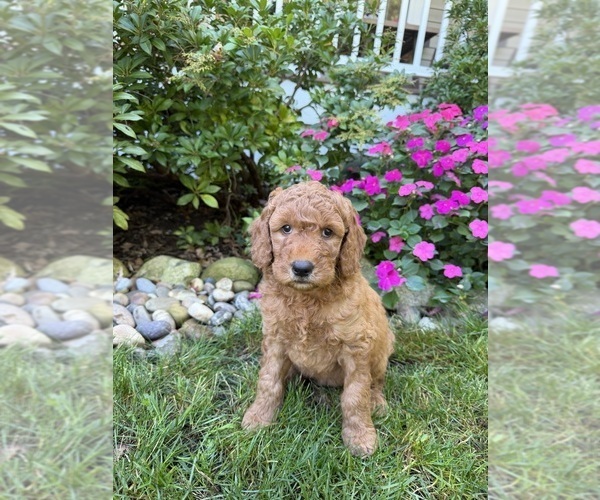 Medium Photo #3 Goldendoodle Puppy For Sale in EASTON, MA, USA