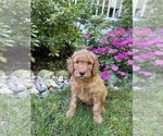 Small #2 Goldendoodle