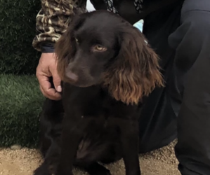 Mother of the Boykin Spaniel puppies born on 06/08/2025
