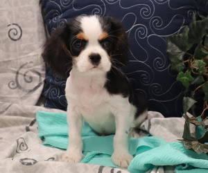 Cavalier King Charles Spaniel Puppy for Sale in THORP, Wisconsin USA