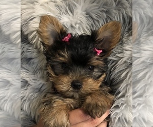 Yorkshire Terrier Puppy for sale in ANTRIM, NH, USA