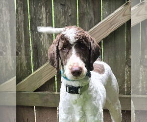 Bernedoodle Dogs for adoption in Social Circle, GA, USA