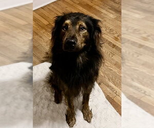 Australian Shepherd-Chow Chow Mix Dogs for adoption in Newfoundland, PA, USA