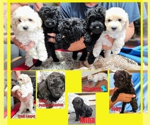 Poodle (Miniature) Puppy for sale in BROADDUS, TX, USA