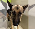 Small German Shepherd Dog