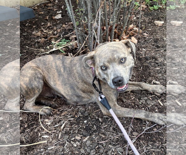Medium Photo #2 Boxer-Unknown Mix Puppy For Sale in Gilberts, IL, USA