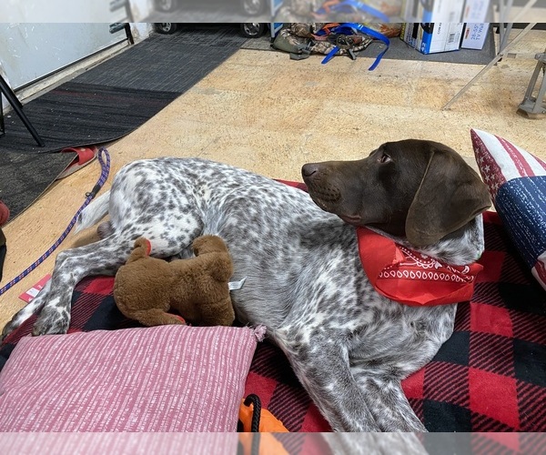 Medium Photo #2 German Shorthaired Pointer Puppy For Sale in GREENVILLE, SC, USA
