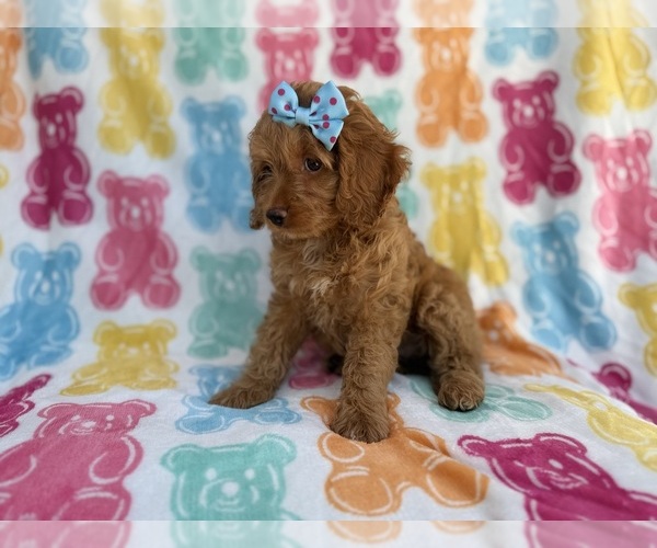 Medium Photo #3 Cock-A-Poo Puppy For Sale in LAKELAND, FL, USA