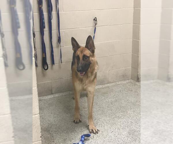 Medium Photo #1 German Shepherd Dog Puppy For Sale in Conroe, TX, USA