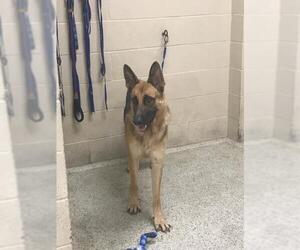 German Shepherd Dog Dogs for adoption in Conroe, TX, USA