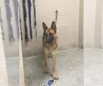 Small German Shepherd Dog