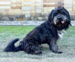 Small #3 Lhasa Apso Mix