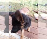 Small Photo #1 German Shepherd Dog Puppy For Sale in SALEM, OR, USA