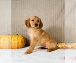 Rocco - Male Golden Retriever Puppy for Sale - Photo #2