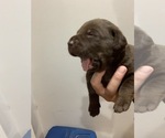 Small Photo #3 Labrador Retriever Puppy For Sale in WESTCHESTER, IL, USA