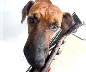 Dachshund-Unknown Mix Dogs for adoption in Houston, TX, USA