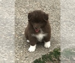 Small Photo #8 Australian Shepherd Puppy For Sale in CHARLESTOWN, IN, USA