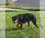 Small #3 Rottweiler Mix