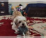 Small #1 Shih Tzu Mix