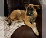 Small #2 Anatolian Shepherd Mix