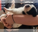 Small #3 Cane Corso-Saint Bernard Mix