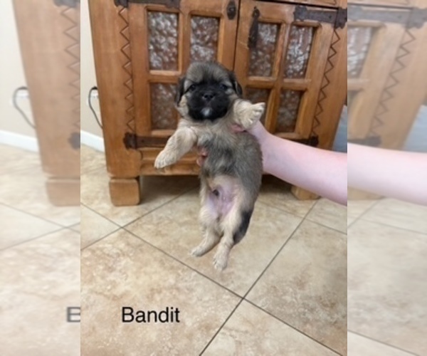 Medium Photo #4 Shih Apso Puppy For Sale in SCOTTSDALE, AZ, USA
