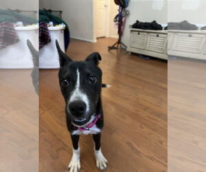 American Pit Bull Terrier-Huskies Mix Dogs for adoption in Forney, TX, USA