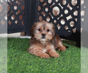 Shorkie Tzu Puppy for Sale in MOUNT VERNON, Ohio USA
