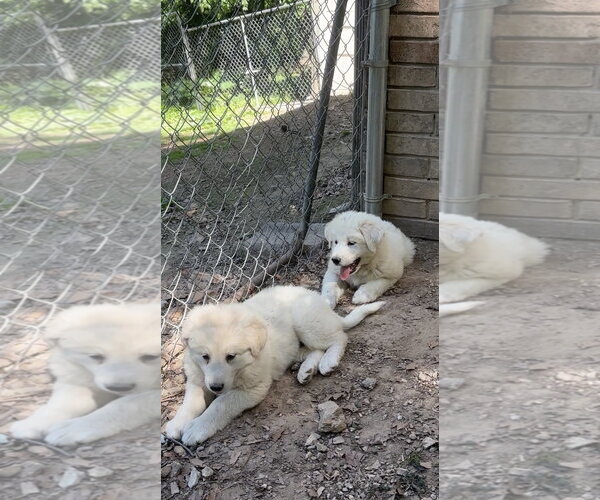 Medium Photo #3 Great Pyrenees Puppy For Sale in Harrison, AR, USA
