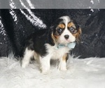 Small #4 Cavalier King Charles Spaniel