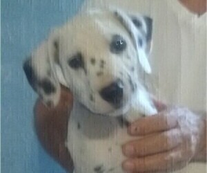 Dalmatian Puppy for sale in CENTRE, AL, USA