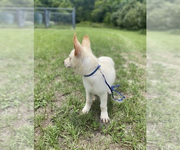 Medium Photo #5 German Shepherd Dog Puppy For Sale in ALACHUA, FL, USA
