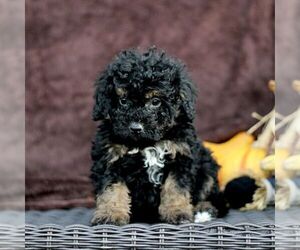 Bernedoodle (Miniature) Puppy for sale in LITITZ, PA, USA